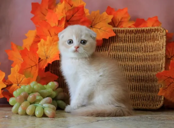 Продаются вислоухие котята Макеевка