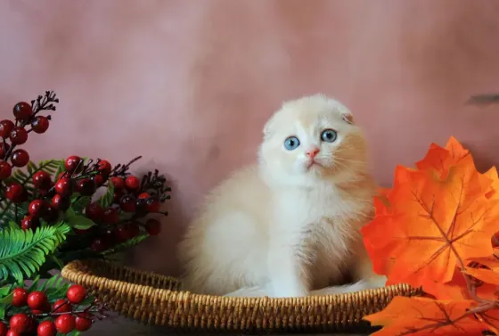 Продаются вислоухие котята Макеевка