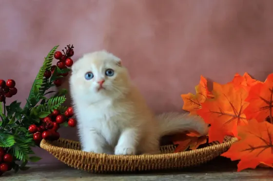 Продаются вислоухие котята Макеевка