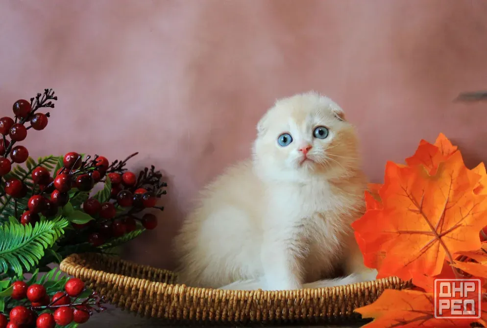 Продаются вислоухие котята Макеевка - изображение 5