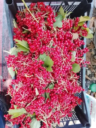 Калина красная Донецк