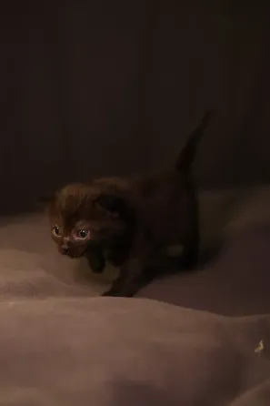Котенок черный метис шотландские прямоухие Донецк