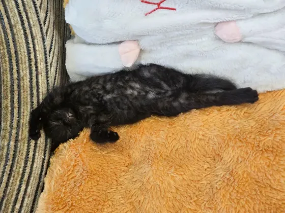 Котенок черный метис шотландские прямоухие Донецк