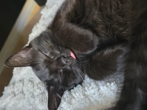 Котенок черный метис шотландские прямоухие Донецк