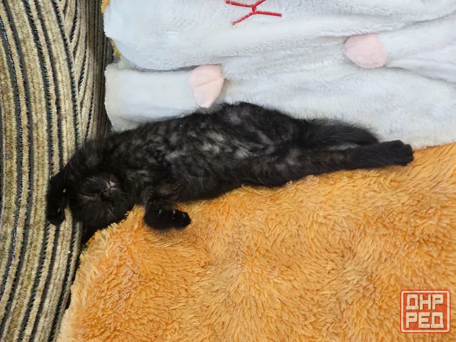 Котенок черный метис шотландские прямоухие Донецк - изображение 2