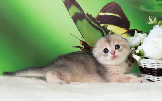 Продажа котенка Макеевка