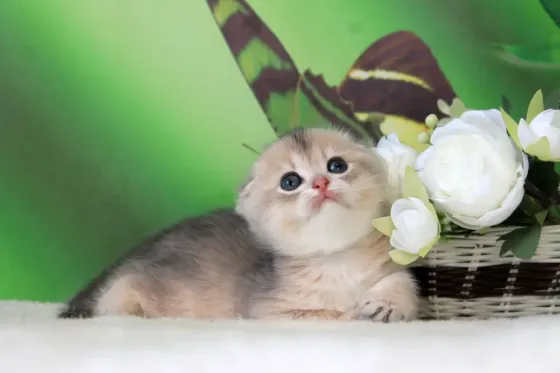 Продажа котенка Макеевка