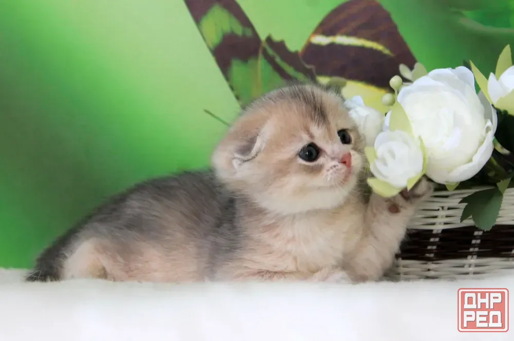 Продажа котенка Макеевка - изображение 6