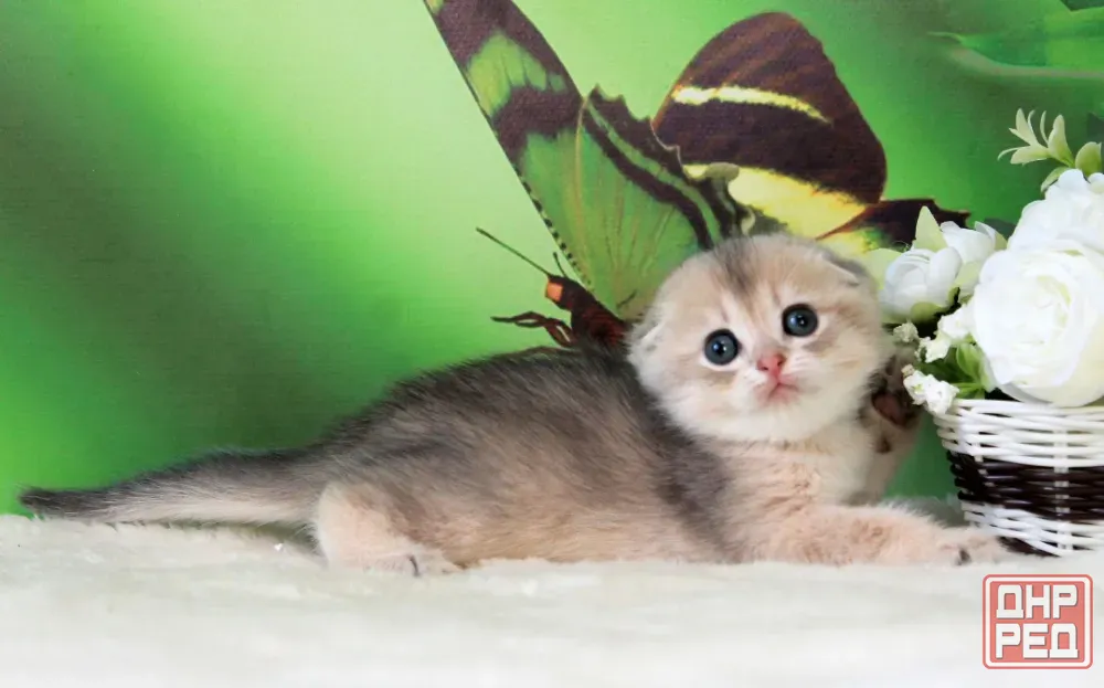 Продажа котенка Макеевка - изображение 5