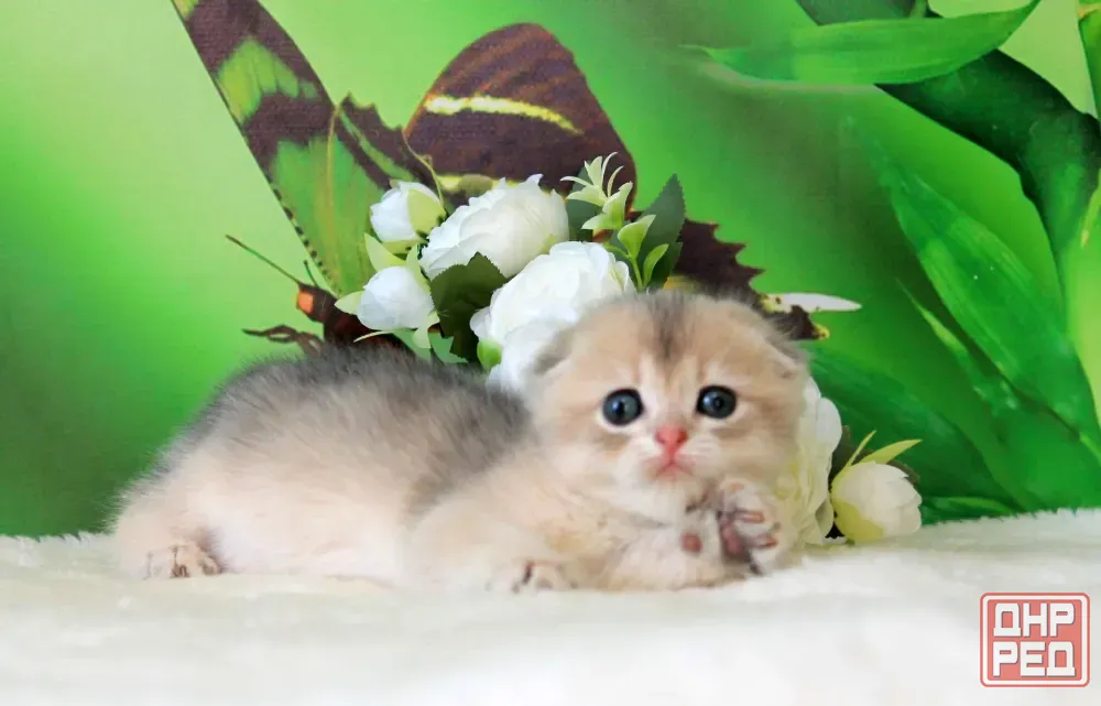 Продажа котенка Макеевка - изображение 2