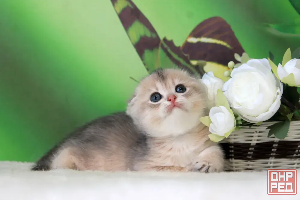 Продажа котенка Макеевка - изображение 3
