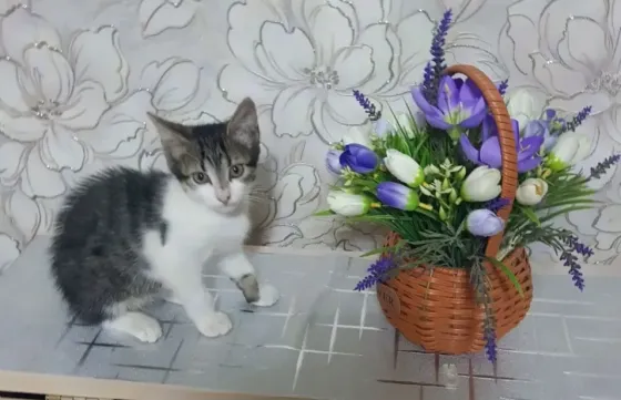 Бесплатно котик в добрые руки. Макеевка