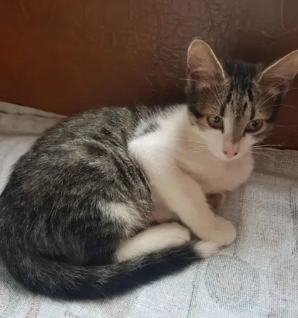Бесплатно котик в добрые руки. Макеевка