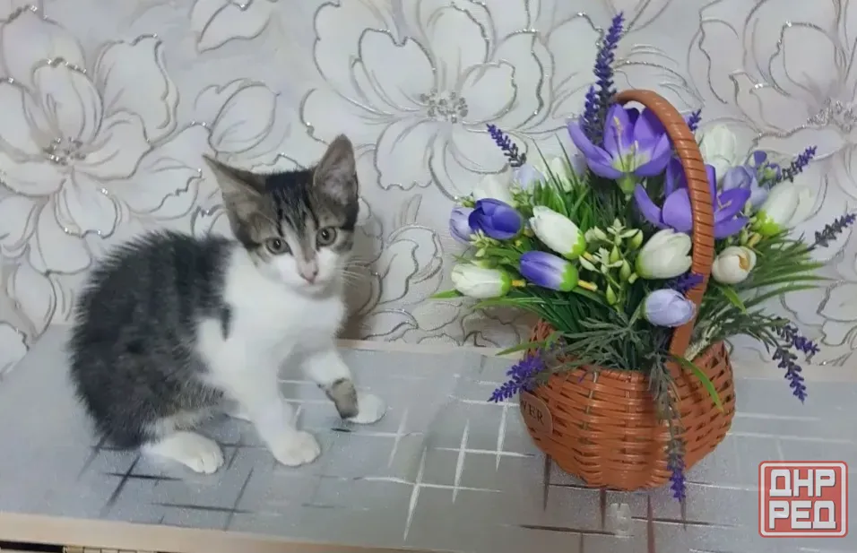 Бесплатно котик в добрые руки. Макеевка - изображение 1