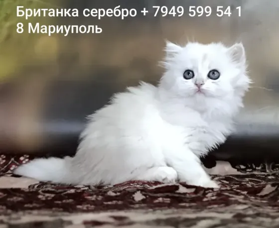 Британская кошечка серебро шиншилла д/ш Мариуполь