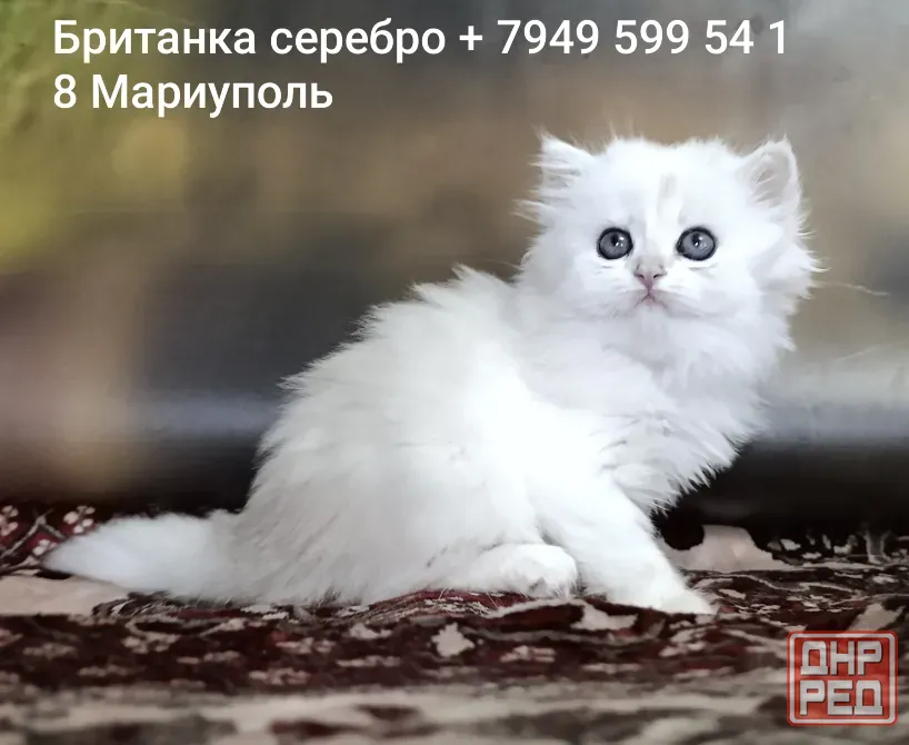 Британская кошечка серебро шиншилла д/ш Мариуполь - изображение 1
