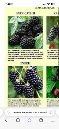 Крупная ежевика, черенки Донецк