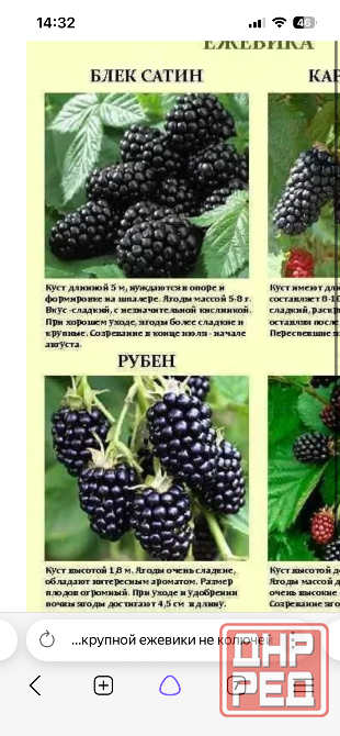 Крупная ежевика, черенки Донецк - изображение 1