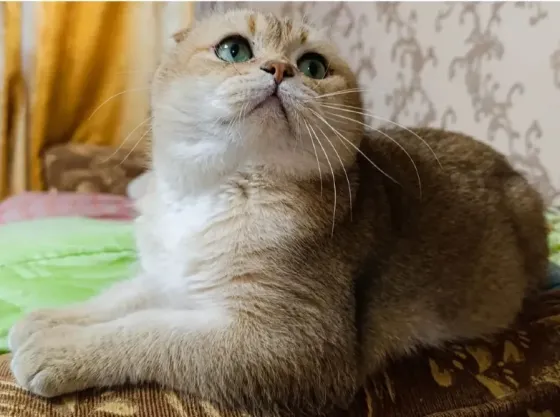 Шотландский котенок Макеевка