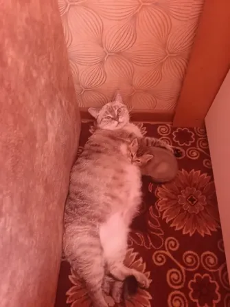 Шотландский котенок Макеевка