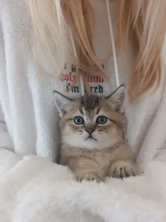 Шотландский котенок Макеевка