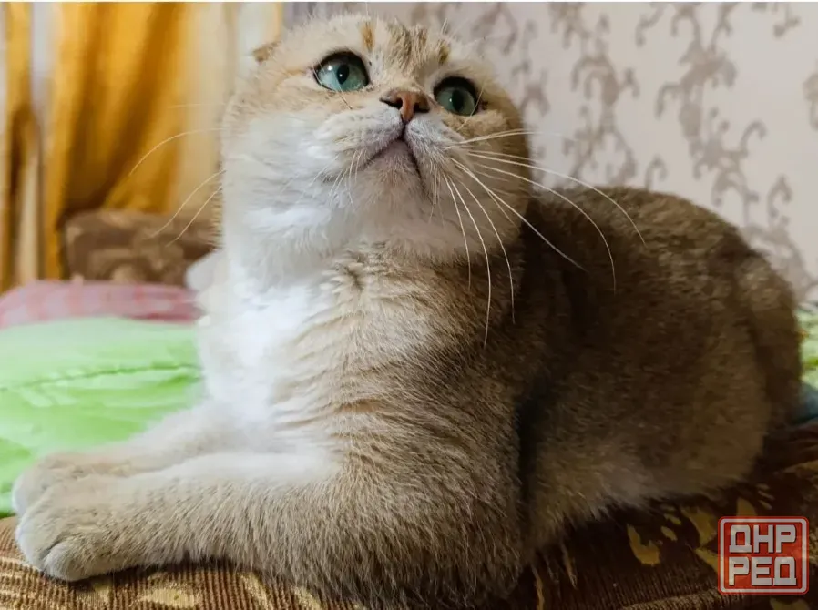 Шотландский котенок Макеевка - изображение 3