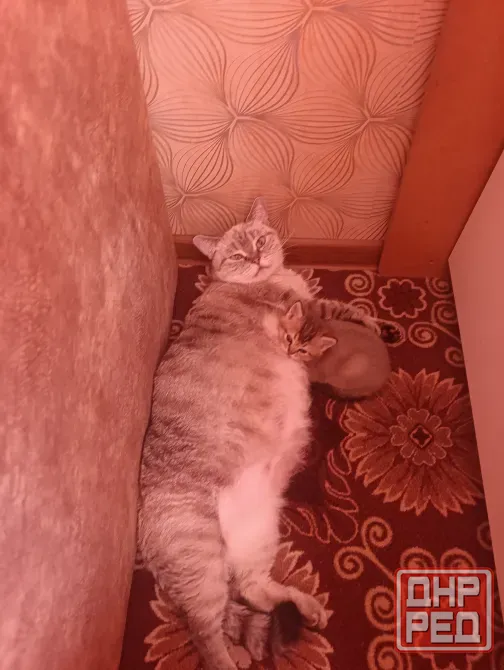 Шотландский котенок Макеевка - изображение 4