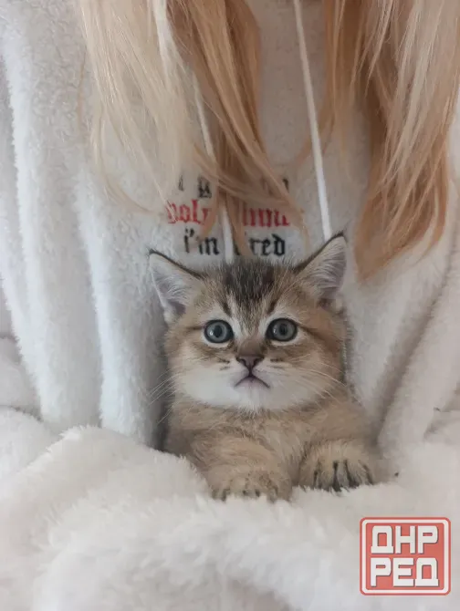 Шотландский котенок Макеевка - изображение 1