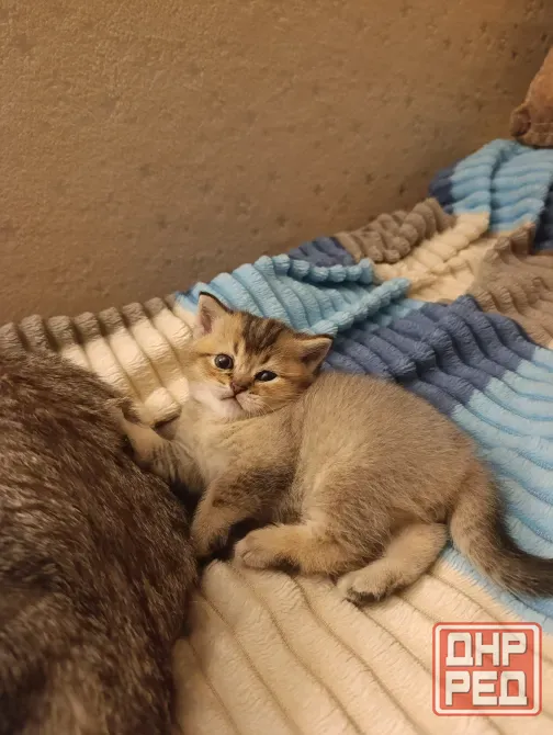 Шотландский котенок Макеевка - изображение 2