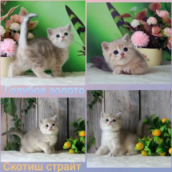 Продажа шотландских котят Макеевка
