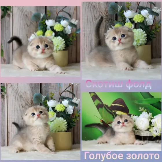 Продажа шотландских котят Макеевка