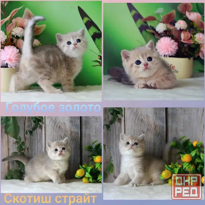 Продажа шотландских котят Макеевка - изображение 2