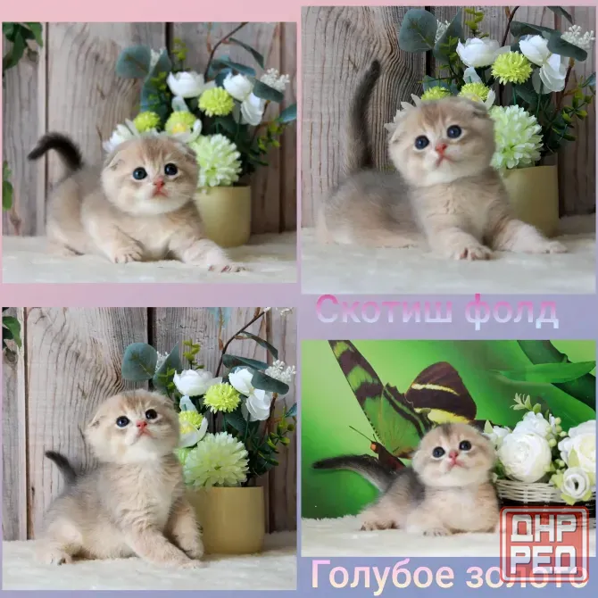 Продажа шотландских котят Макеевка - изображение 3