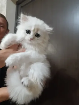 Котенок Британская серебряная Мариуполь
