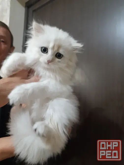 Котенок Британская серебряная Мариуполь - изображение 1