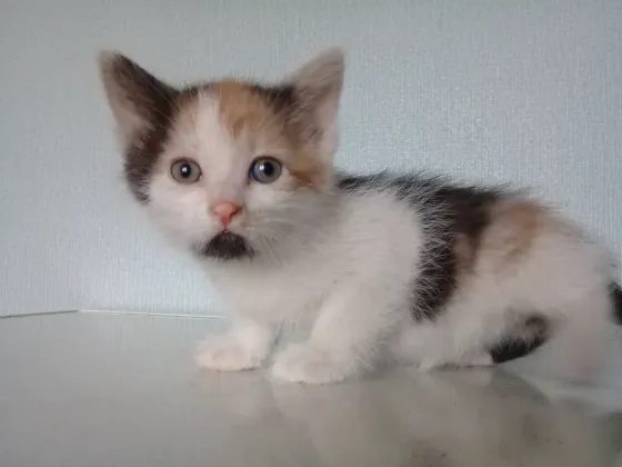 Котёнок девочка Макеевка