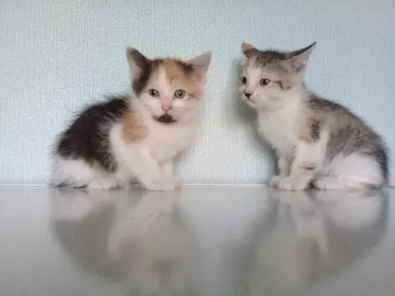 Котёнок девочка Макеевка