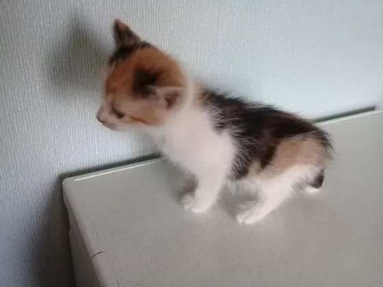 Котёнок девочка Макеевка