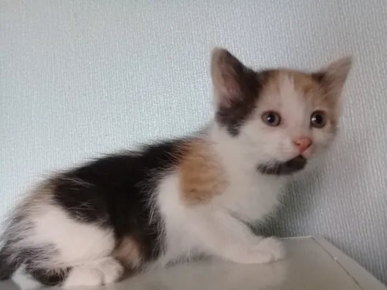 Котёнок девочка Макеевка