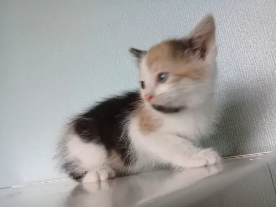 Котёнок девочка Макеевка