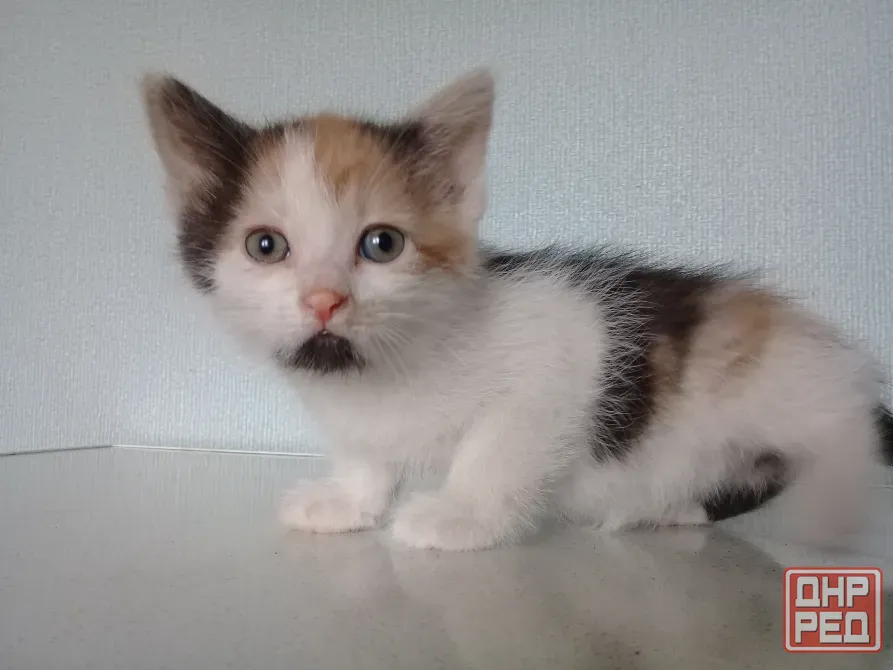 Котёнок девочка Макеевка - изображение 1