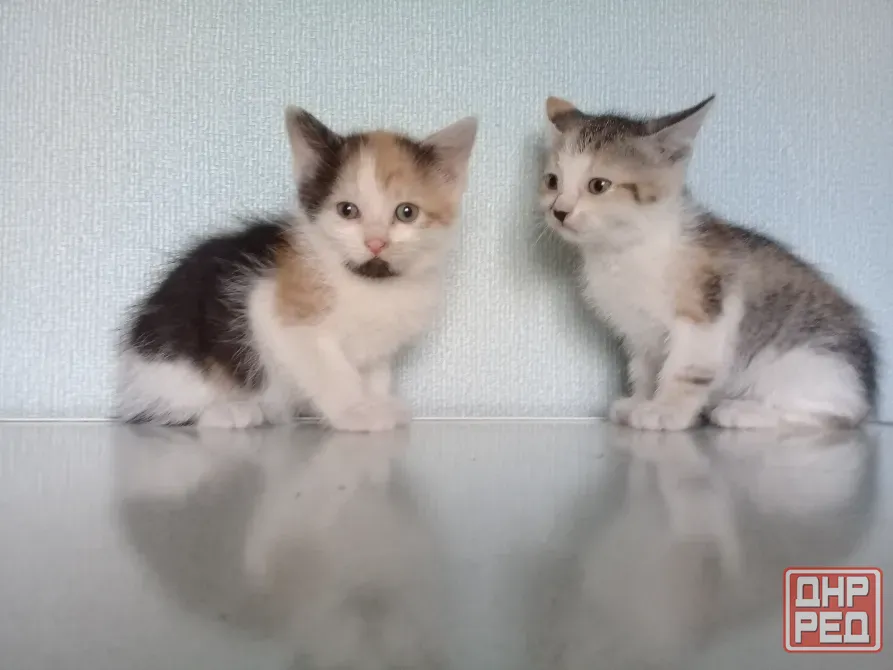 Котёнок девочка Макеевка - изображение 5