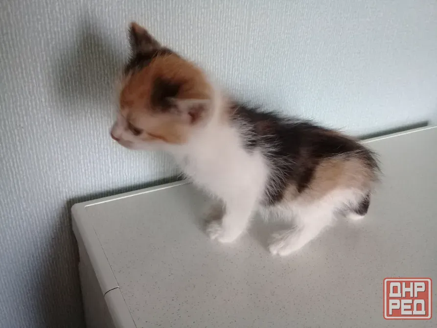 Котёнок девочка Макеевка - изображение 4