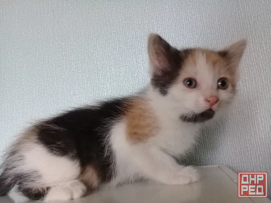 Котёнок девочка Макеевка - изображение 2