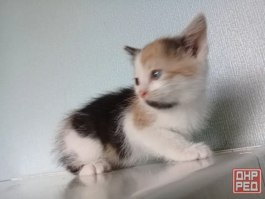 Котёнок девочка Макеевка - изображение 3