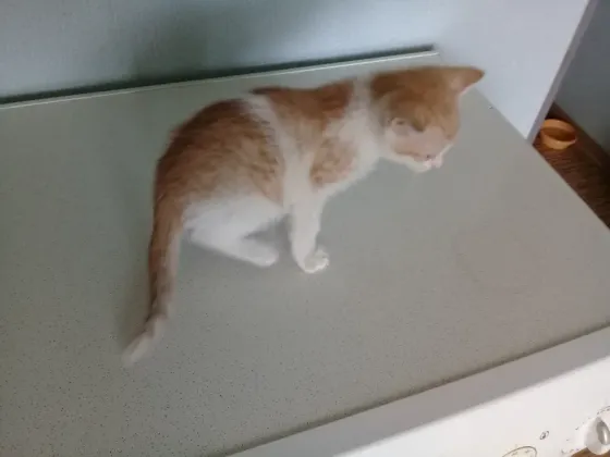 Котёнок Мальчик-Кот Макеевка