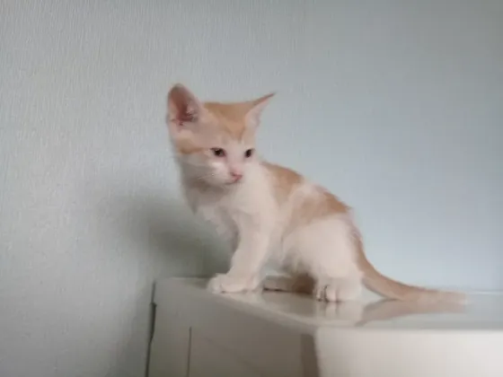 Котёнок Мальчик-Кот Макеевка