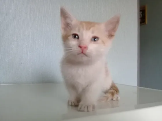 Котёнок Мальчик-Кот Макеевка