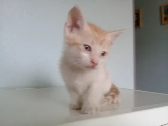 Котёнок Мальчик-Кот Макеевка