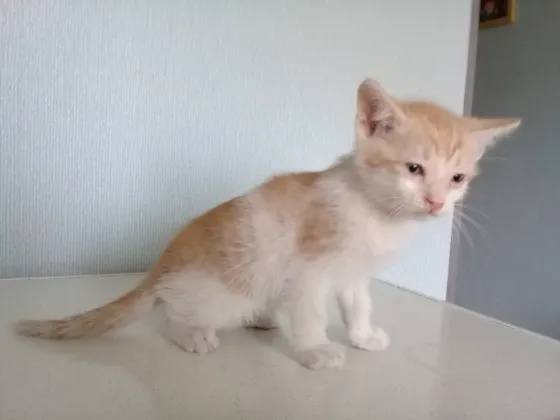 Котёнок Мальчик-Кот Макеевка
